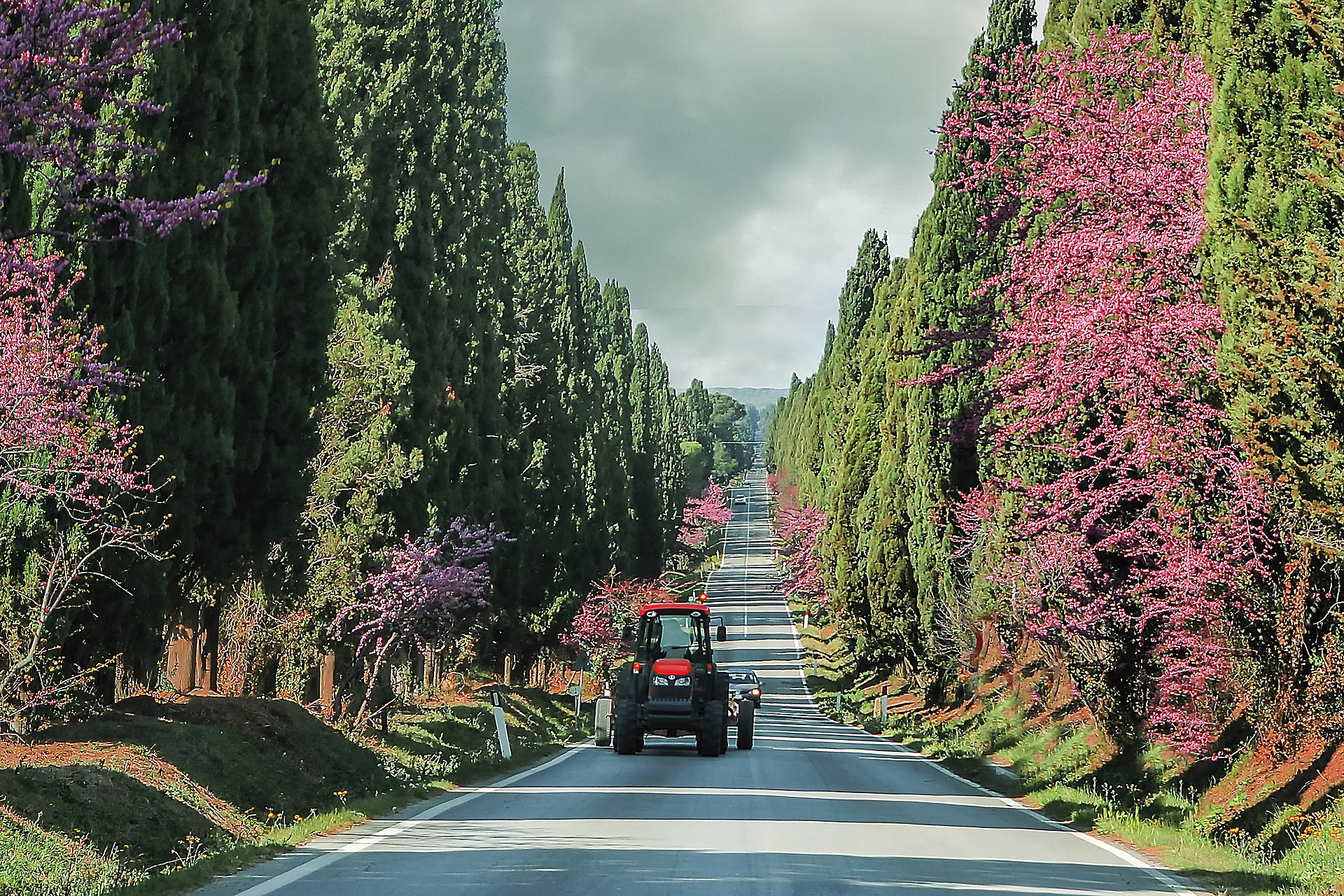 Viale dei Cipressi, Bolgheri