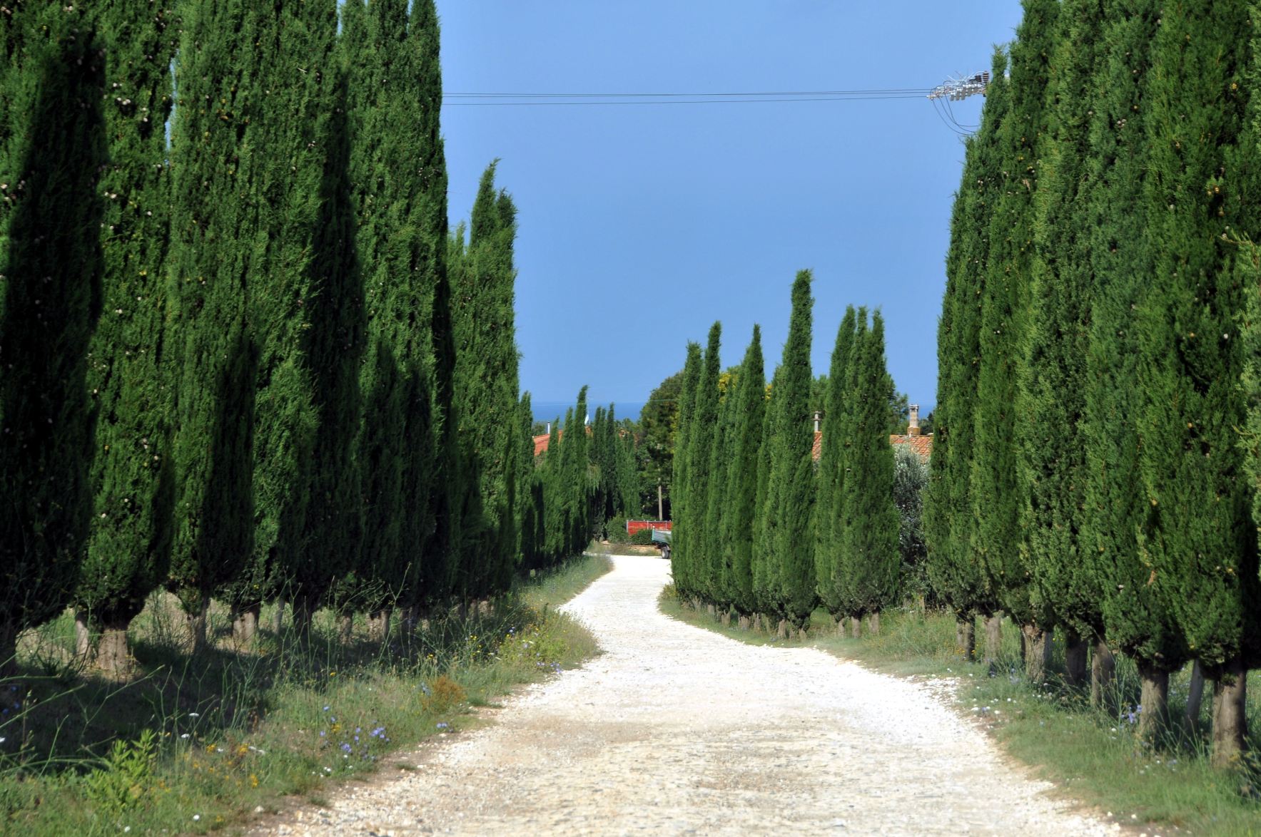 Viale dei Cipressi 2014